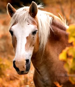 Horse Mane Horse Like Mammal Mustang Horse