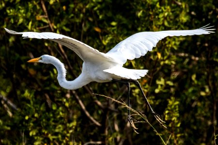 Bird Fauna Beak Wildlife photo