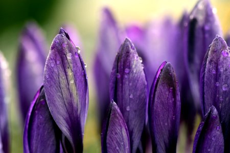 Flower Purple Violet Crocus photo
