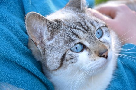 Cat Whiskers Mammal Small To Medium Sized Cats photo