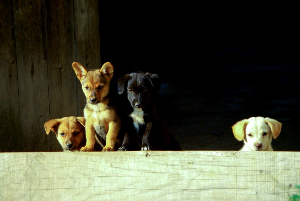 Dog Dog Like Mammal Dog Breed Street Dog