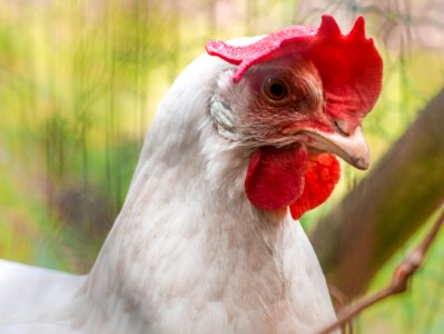 Chicken Beak Bird Galliformes