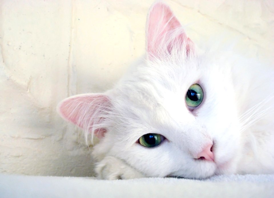Cat White Face Skin