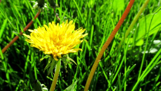 Grass Dandelion Flower Golden Samphire