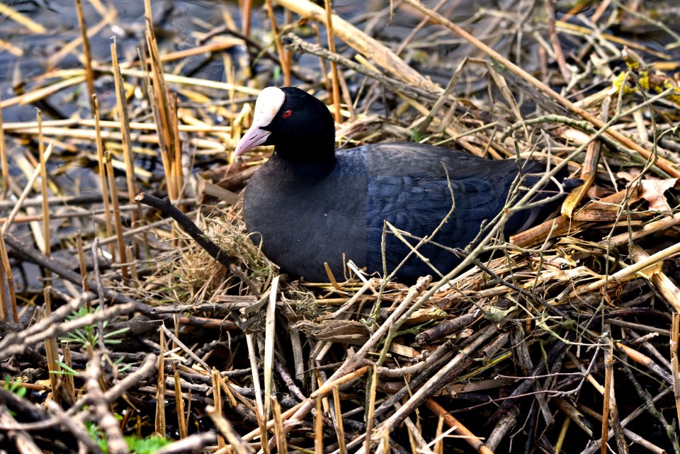 Bird Fauna Nest Beak