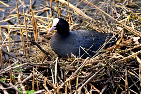 Bird Fauna Nest Beak photo