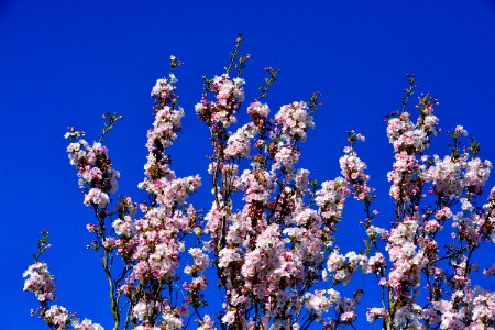 Blue Sky Blossom Branch photo