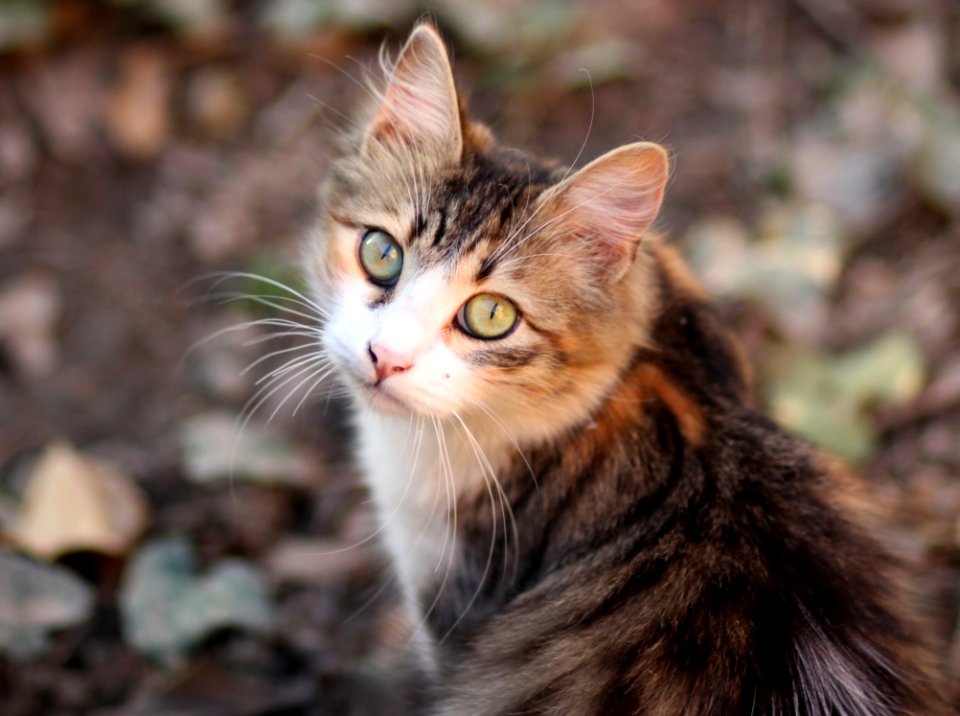 Cat Whiskers Fauna Small To Medium Sized Cats