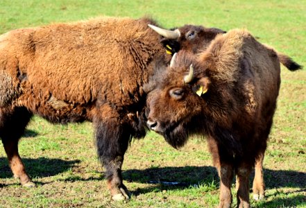 Bison Cattle Like Mammal Terrestrial Animal Wildlife