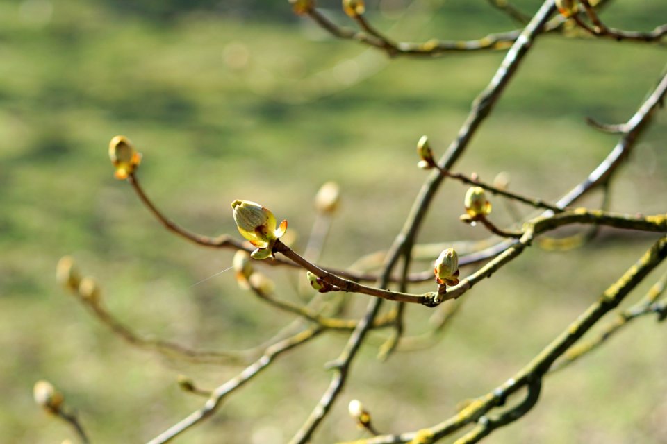 Branch Flora Twig Plant