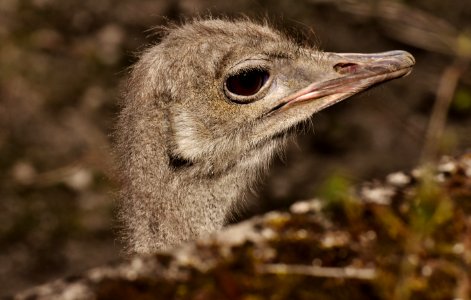 Ostrich Bird Beak Fauna photo