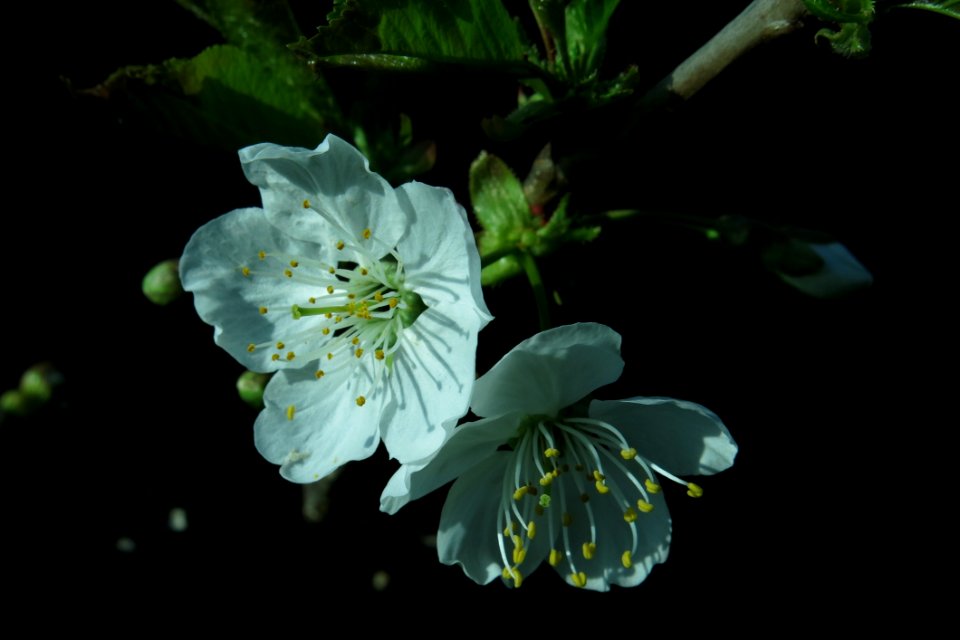 Flower Flora Blossom Branch