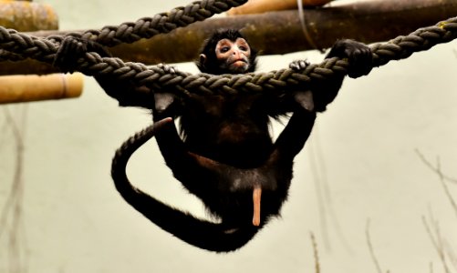 Primate Religious Item Common Chimpanzee Great Ape