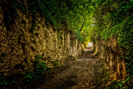 Vegetation Forest Nature Reserve Woodland photo