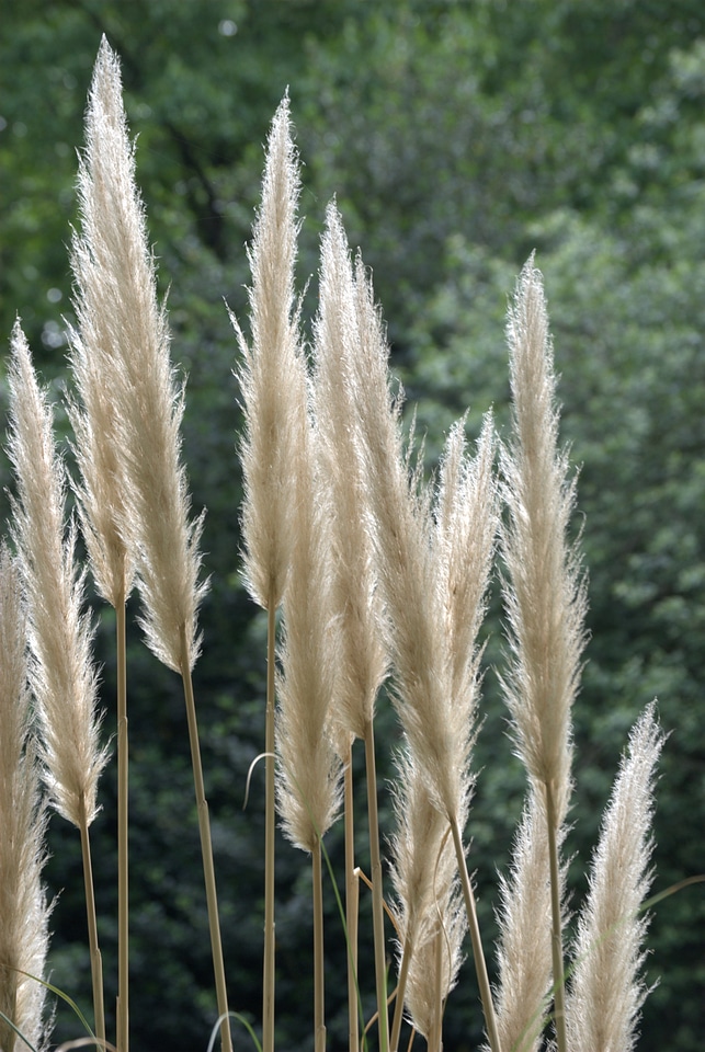 Ornamental grass tall grass feathery