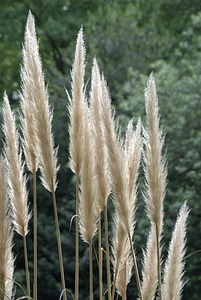 Ornamental grass tall grass feathery