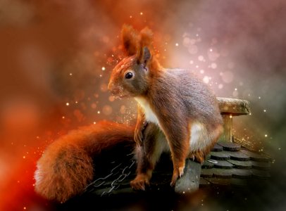 Squirrel Mammal Fauna Rodent