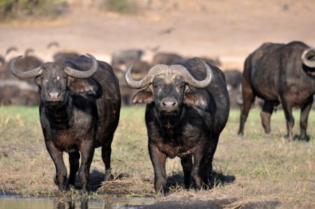 Water Buffalo Wildlife Terrestrial Animal Horn