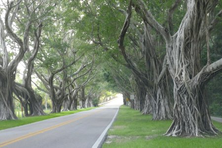 Concrete Road Beneath A Trees photo