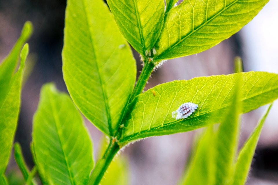 Close-up Photography Of Insect On Leaf