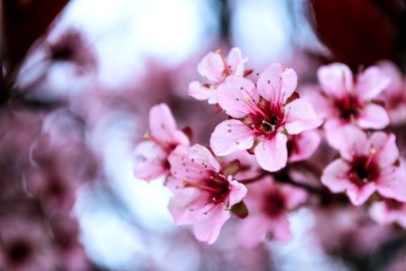 Photo Of Pink Cherry Blossoms photo