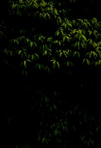 Green Tree