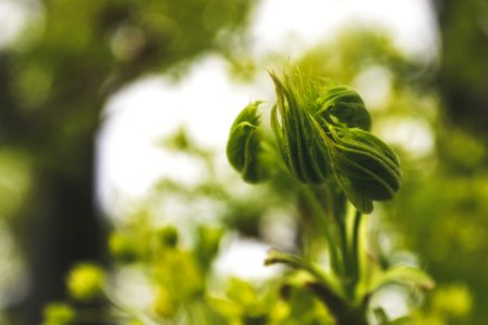 Macro Photography Of Flowers Buds