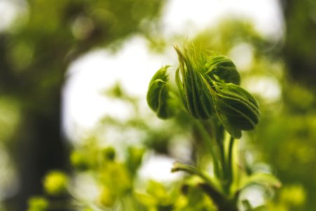 Macro Photography Of Flowers Buds photo