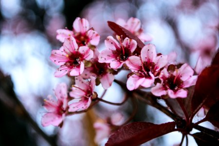 Close-up Photography Of Cherry Blossoms photo