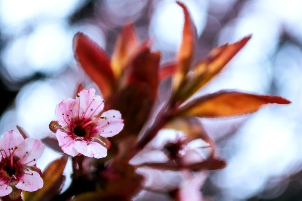 Photo Of Bloomed Pink Cherry Blossom