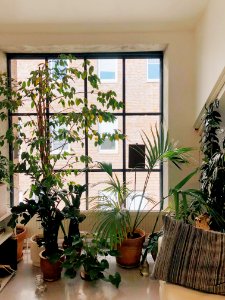 Variety Of Green Leaf Plants On Table Infront Of Window photo