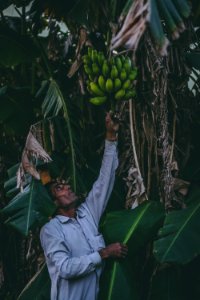 Person Reaching For Banana Fruit photo