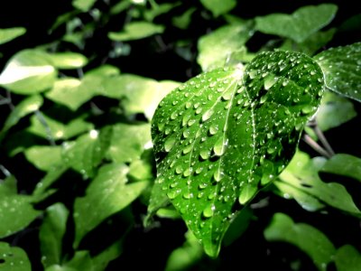 Green Leaf With Water Droplets On Top