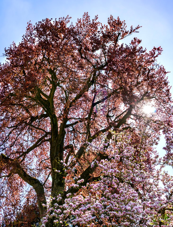 Red Leafed Tree