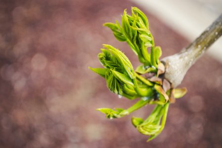 Selective Focus Photography Of Plant