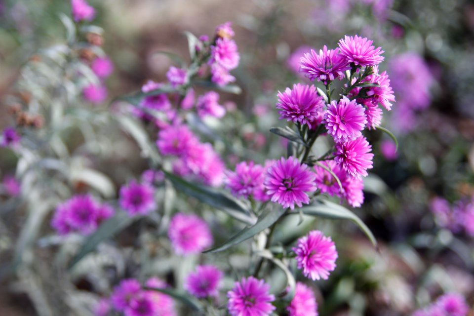 Pink Flowers photo