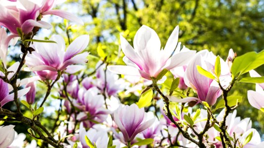 White And Pink Flowers