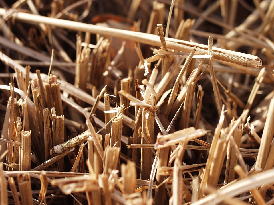 Food grain agriculture