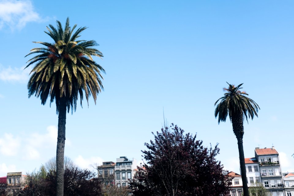 Photo Of Two Palm Trees