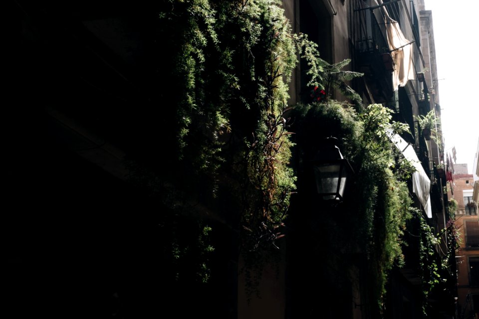 Concrete Building Surrounded By Potted Vine Plants