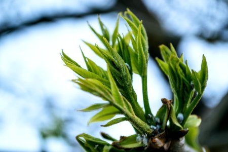 Green Leaves