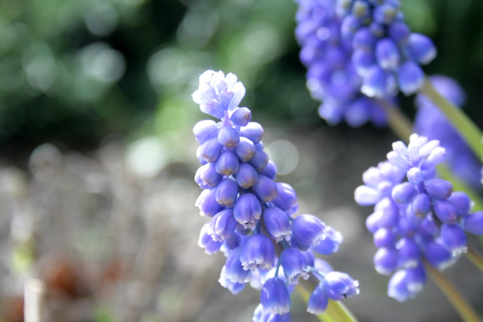Selective Focus Photography Of Purple Petaled Flower