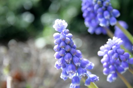 Selective Focus Photography Of Purple Petaled Flower photo