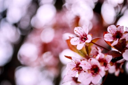 Selective Focus Photography Of Cherry Blossom photo