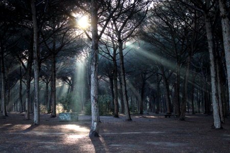 Gray Forest With Under Bright