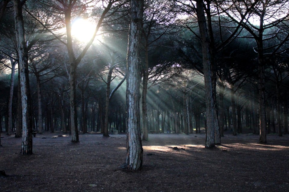 Grayscale Photo Of Trees