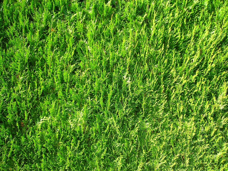 Sunny emerge green