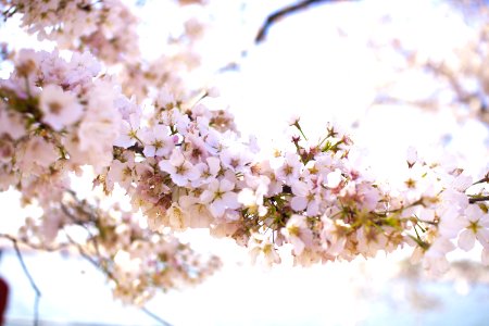 Closeup Photo Of Apple Blossom Flowers photo