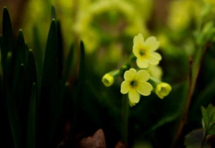 Yellow Petaled Flower In Selective Focus Photography photo