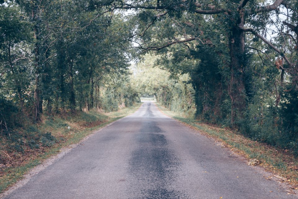 Green Leafed Trees photo